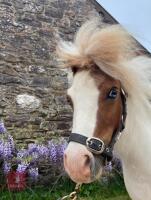 8MO MINIATURE SHETLAND COLT - 3
