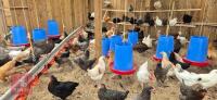3 PUREBRED SILVER DUCKWING LEGHORN HENS BIDS PER LIFE