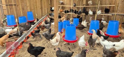 3 BLUE MARAN HENS BIDS PER LIFE