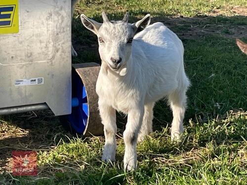 3MO MALE PYGMY GOAT