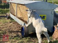 3MO MALE PYGMY GOAT - 2
