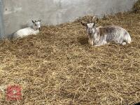3MO MALE PYGMY GOAT - 3