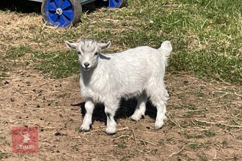 3MO MALE PYGMY GOAT