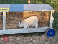 3MO MALE PYGMY GOAT - 3