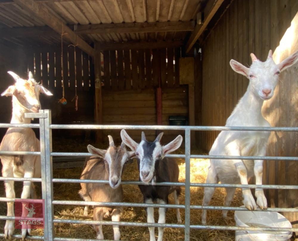4 MILK CROSS GOATS BIDS PER LIFE