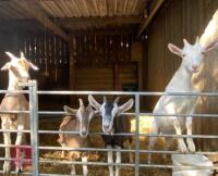 4 MILK CROSS GOATS BIDS PER LIFE