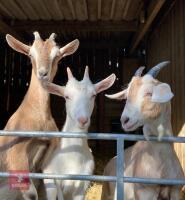 4 MILK CROSS GOATS BIDS PER LIFE - 2