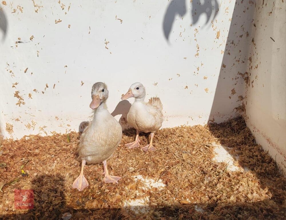 2 WHITE CALL DUCKLINGS BIDS PER LIFE
