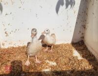 2 WHITE CALL DUCKLINGS BIDS PER LIFE