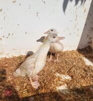2 WHITE CALL DUCKLINGS BIDS PER LIFE - 2