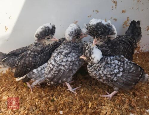 5 CUCKOO POLISH BANTAM CHICKS BIDS FOR THE GROUP