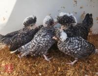 5 CUCKOO POLISH BANTAM CHICKS BIDS FOR THE GROUP
