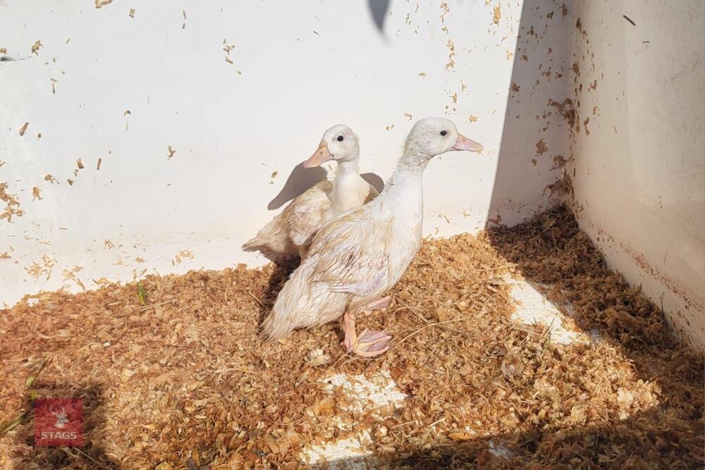 2 FEMALE WHITE CALL DUCKLINGS BIDS PER LIFE