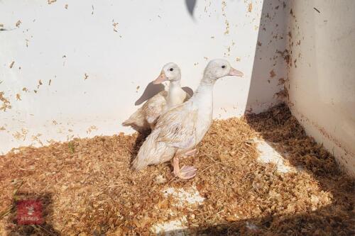 2 FEMALE WHITE CALL DUCKLINGS BIDS PER LIFE
