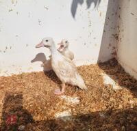 2 FEMALE WHITE CALL DUCKLINGS BIDS PER LIFE - 2