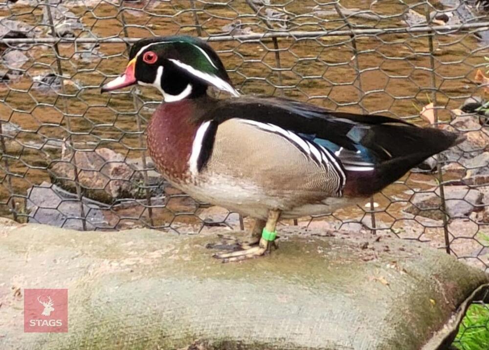 UNRELATED PAIR OF CAROLINA WOOD DUCKS BIDS PER LIFE