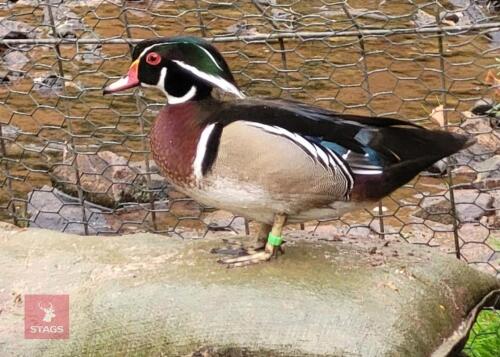 UNRELATED PAIR OF CAROLINA WOOD DUCKS BIDS PER LIFE