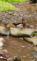 UNRELATED PAIR OF CAROLINA WOOD DUCKS BIDS PER LIFE - 3