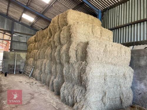 40 SQUARE BALES OF 2024 MEADOW HAY BIDS PER BALE