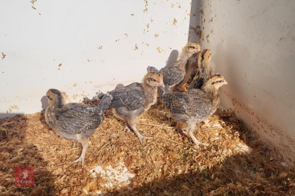 4 PUREBRED CREAM LEGBAR FEMALE CHICKS BIDS PER LIFE