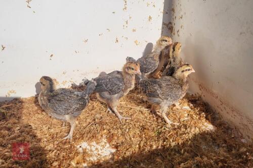 4 PUREBRED CREAM LEGBAR FEMALE CHICKS BIDS PER LIFE