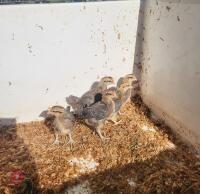 4 PUREBRED CREAM LEGBAR FEMALE CHICKS BIDS PER LIFE - 2