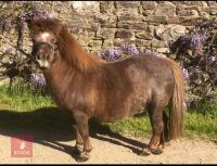 16YR MINIATURE SHETLAND MARE