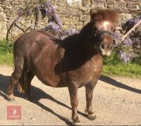 16YR MINIATURE SHETLAND MARE - 2