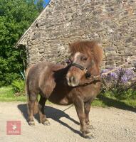 16YR MINIATURE SHETLAND MARE - 3