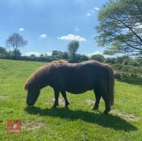 16YR MINIATURE SHETLAND MARE - 5