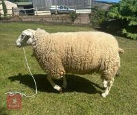 3YR LLEYN RAM - 3