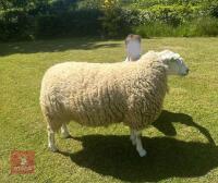 3YR LLEYN RAM - 2