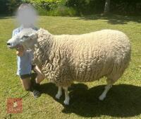 3YR LLEYN RAM - 6