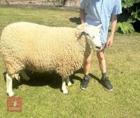 3YR LLEYN RAM - 8
