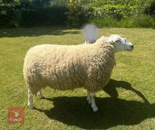 3YR LLEYN RAM