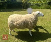 3YR LLEYN RAM