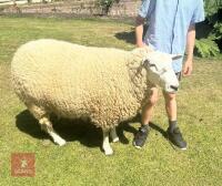 3YR LLEYN RAM - 9