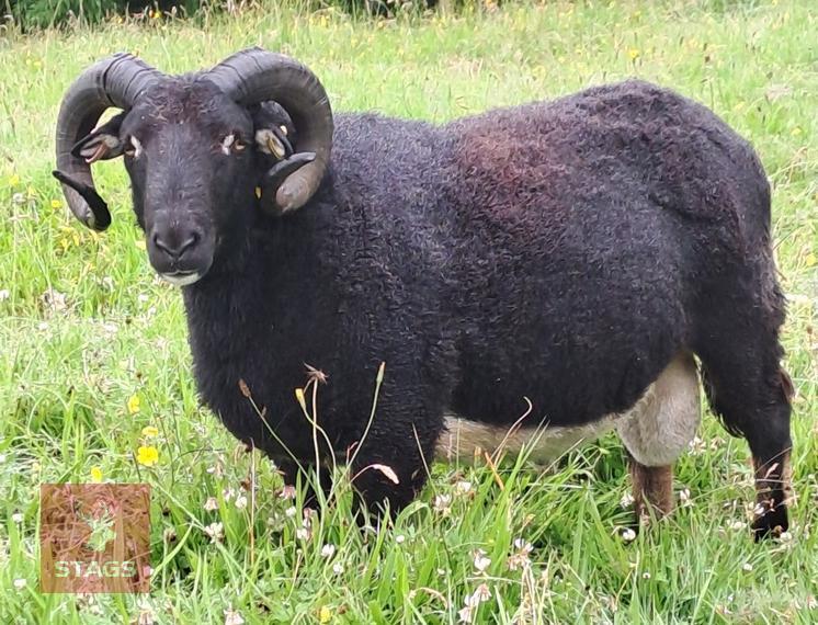 3YR BADGER FACE WELSH MOUNTAIN RAM