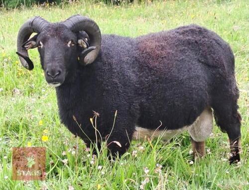 3YR BADGER FACE WELSH MOUNTAIN RAM