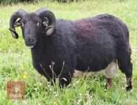 3YR BADGER FACE WELSH MOUNTAIN RAM