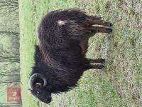 3YR BADGER FACE WELSH MOUNTAIN RAM - 2