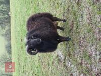 3YR BADGER FACE WELSH MOUNTAIN RAM - 3