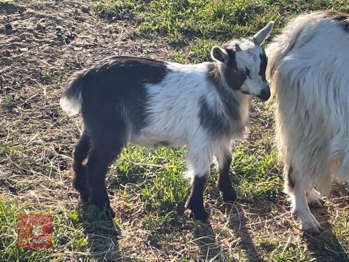 3MO MALE PYGMY GOAT