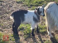 3MO MALE PYGMY GOAT