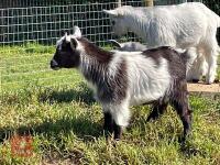 3MO MALE PYGMY GOAT - 2