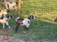 3MO MALE PYGMY GOAT - 3