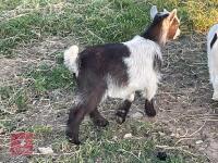 3MO MALE PYGMY GOAT - 4