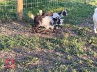 3MO MALE PYGMY GOAT - 5