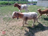 7 MIXED BOER GOATS BIDS PER LIFE - 2