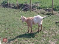 7 MIXED BOER GOATS BIDS PER LIFE - 3